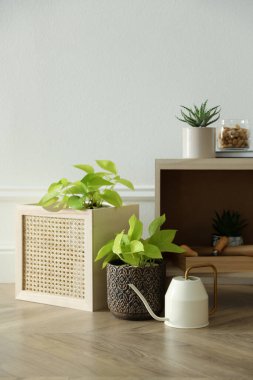 Odada bir sürü güzel saksı bitkisi ve sulama kutusu var. Çiçekli ev dekorasyonu