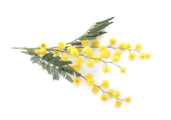 Mooie Mimosa Tak Met Gele Bloemen Witte Achtergrond — Stockfoto
