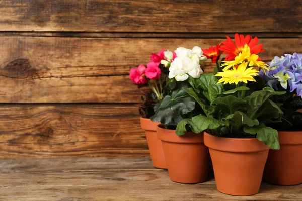 Different Beautiful Blooming Plants Flower Pots Wooden Table Space Text — Stock Photo, Image