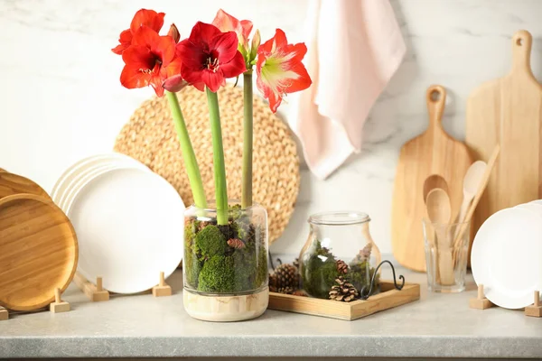 Vackra Röda Amaryllis Blommor Och Porslin Disken Inomhus — Stockfoto