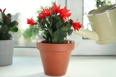 Watering beautiful blooming Schlumbergera plant (Christmas or Thanksgiving cactus) in pot on window sill clipart