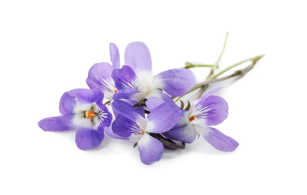 Violetas Madeira Bonitas Fundo Branco Flores Primavera — Fotografia de Stock