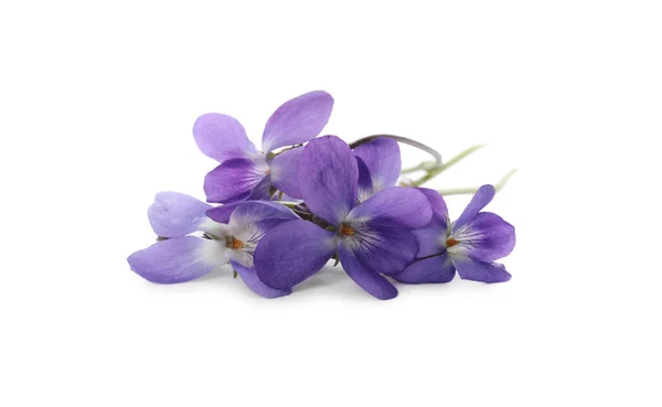 Belles Violettes Bois Sur Fond Blanc Fleurs Printemps — Photo