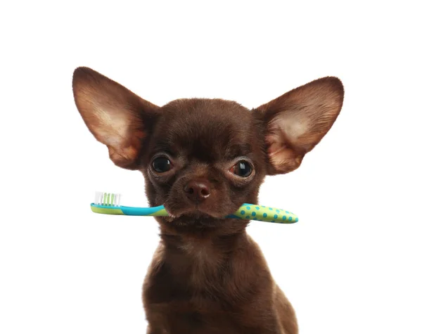 Leuke Hond Met Tandenborstel Witte Achtergrond — Stockfoto