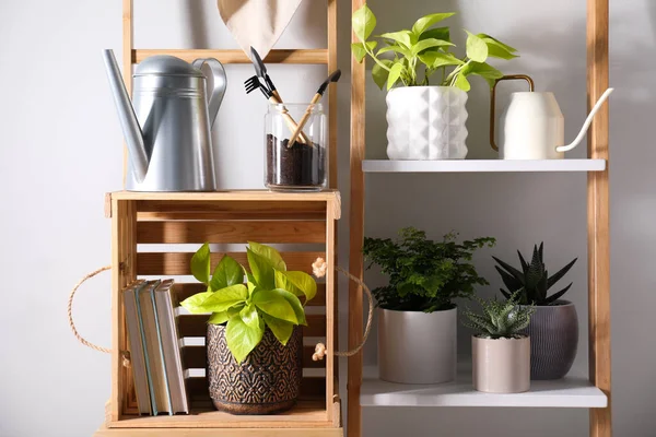 Hermosas Plantas Interior Herramientas Jardinería Cerca Pared Blanca — Foto de Stock