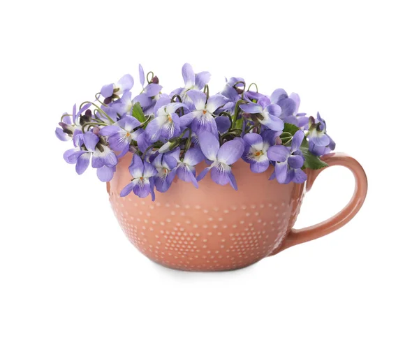 Violetas Madeira Bonitas Copo Fundo Branco Flores Primavera — Fotografia de Stock