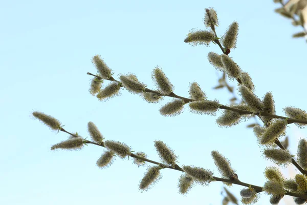 Beautiful View Pussy Willow Branches Blue Sky Outdoors — Stockfoto