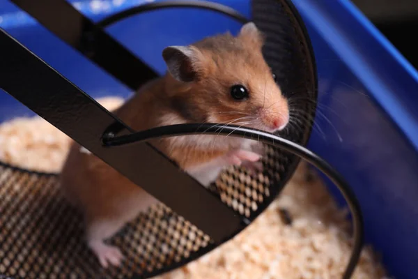 Mignon Petit Hamster Intérieur Roue Exercice Dans Plateau Gros Plan — Photo