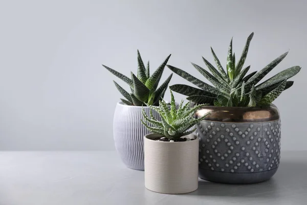 Lindas Plantas Sala Vaso Fundo Claro Espaço Para Texto — Fotografia de Stock