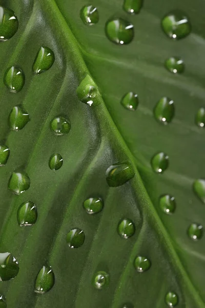 Folha Verde Com Gotas Orvalho Como Fundo Close — Fotografia de Stock