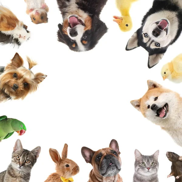 Cute Different Animals White Background Collage — Stock Photo, Image