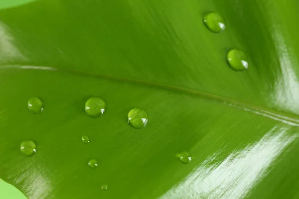 Green Leaf Dew Drops Background Closeup — Stock Photo, Image