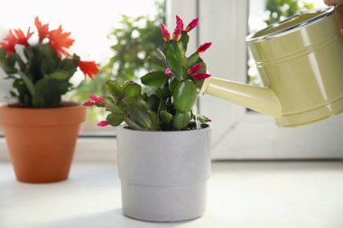 Güzel Schlumbergera bitkisini (Noel veya Şükran Günü kaktüsü) pencere pervazında sulamak