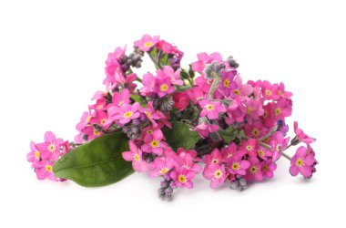 Güzel pembe Unutma beni çiçekleri beyazda soyutlanmış