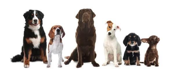 白い背景に異なるかわいい犬のグループ バナーデザイン — ストック写真