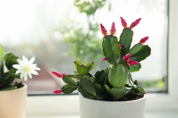 Beautiful Schlumbergera Plant Christmas Thanksgiving Cactus Pot Window Sill Closeup — Stock Photo, Image