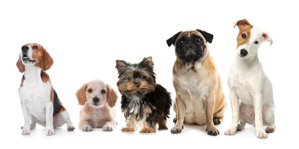 Group Different Cute Dogs White Background Banner Design — Stock Photo, Image