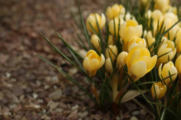 Beautiful Yellow Crocus Flowers Growing Garden Closeup — Stock Photo, Image