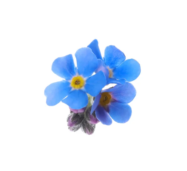 Schöne Blaue Vergissmeinnicht Blumen Isoliert Auf Weiß — Stockfoto