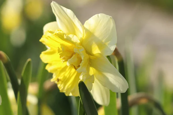 Hermoso Narciso Creciendo Jardín Día Soleado Primer Plano —  Fotos de Stock