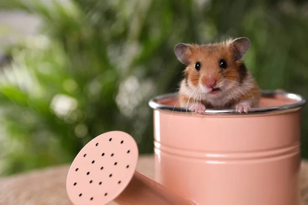 Pembe Sulama Kutusundan Dışarı Bakan Sevimli Küçük Hamster Yakın Plan — Stok fotoğraf