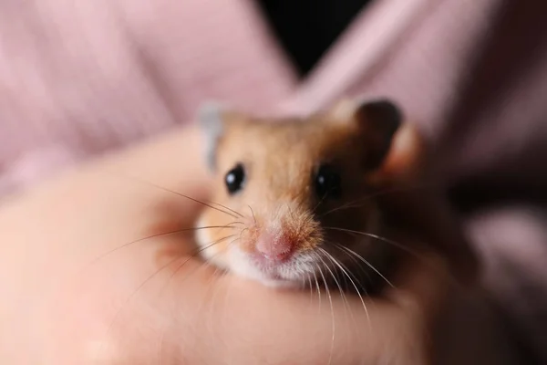 Mulher Segurando Bonito Pequeno Hamster Vista Close — Fotografia de Stock