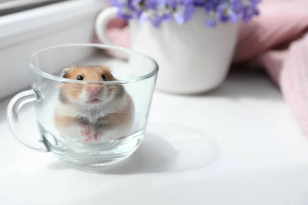 Adorable Hamster Glass Cup Window Sill Indoors Space Text — Stock Photo, Image