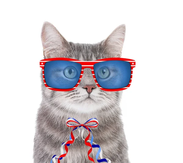 선글라스를 배경에 귀여운 고양이 미국에서의 휴일의 — 스톡 사진