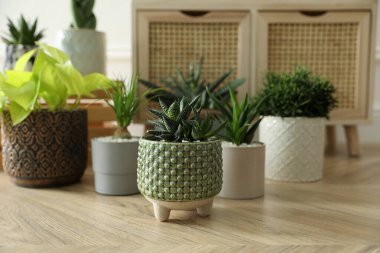 Kapalı alanda bir sürü güzel saksı bitkisi var. Çiçekli ev dekorasyonu