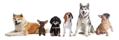 Beyaz arka planda bir grup şirin köpek. Pankart tasarımı
