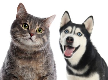 Beyaz arka planda sevimli kedi ve köpek
