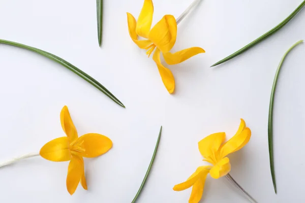 Hermosas Flores Cocodrilo Amarillo Hojas Sobre Fondo Blanco Planas — Foto de Stock