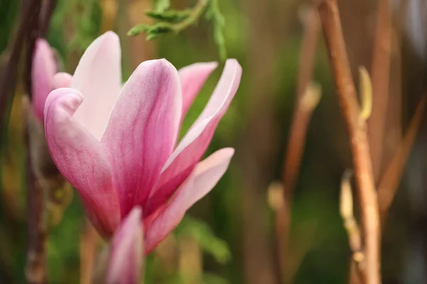 Closeup View Beautiful Blooming Magnolia Tree Outdoors — Stock Photo, Image