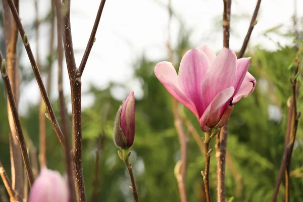 Closeup View Beautiful Blooming Magnolia Tree Outdoors — Stock Photo, Image