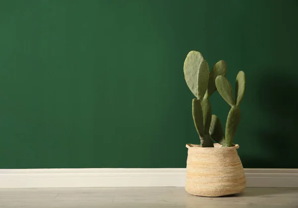 Cactus Vaso Vicino Alla Parete Verde All Interno Spazio Testo — Foto Stock