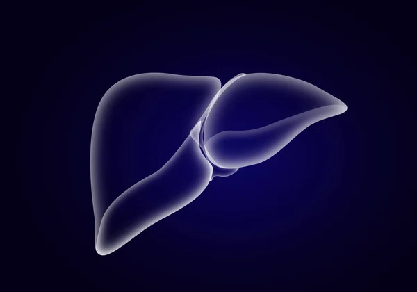 Ilustração Fígado Sobre Fundo Azul Escuro Anatomia Humana — Fotografia de Stock