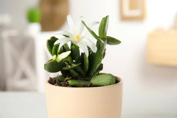 Schöne Blühende Schlumbergera Weihnachts Oder Erntedankkaktus Auf Verschwommenem Hintergrund Nahaufnahme — Stockfoto