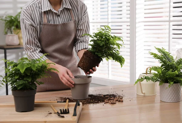 Kvinna Plantering Ormbunke Vid Träbord Inomhus Närbild — Stockfoto