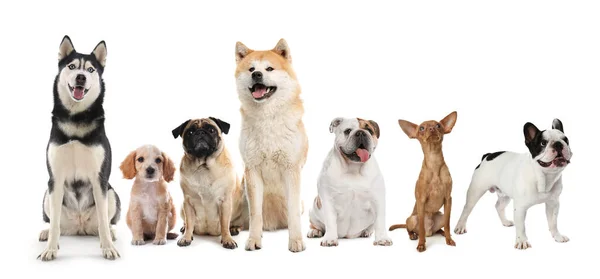 Група Різних Милих Собак Білому Тлі Дизайн Прапора — стокове фото