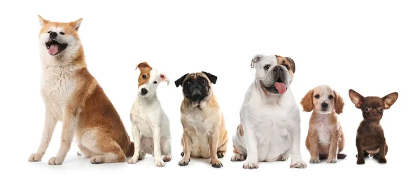 Group Different Cute Dogs White Background Banner Design — Stock Photo, Image