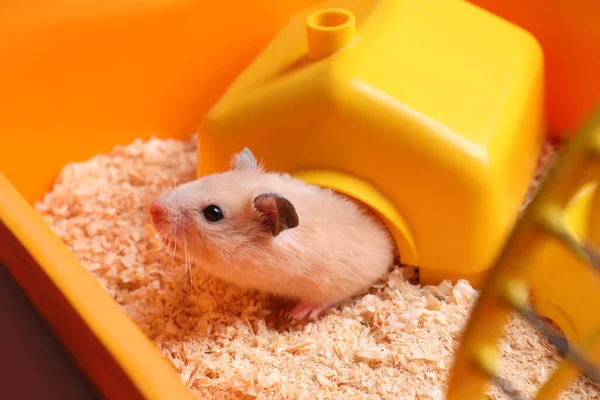Mignon Petit Hamster Regardant Hors Maison Gros Plan — Photo
