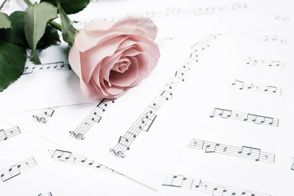 Beautiful rose on sheet with music notes, closeup. Space for text