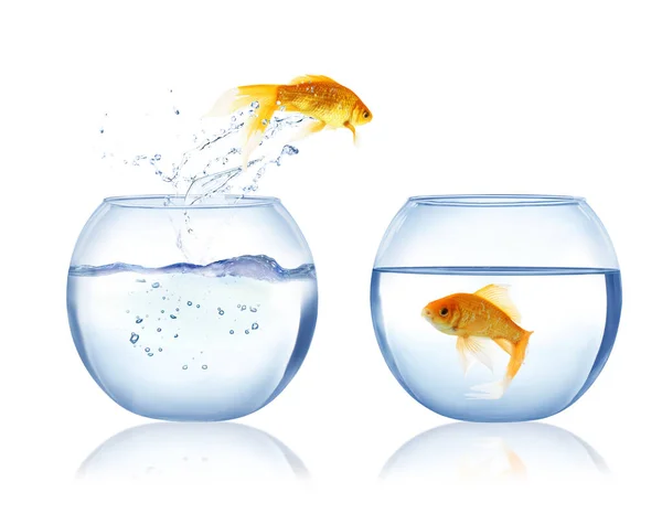 Beautiful Bright Goldfish Jumping Out Water White Background — Stock Photo, Image