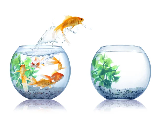 Beautiful Bright Goldfish Jumping Out Water White Background — Stock Photo, Image