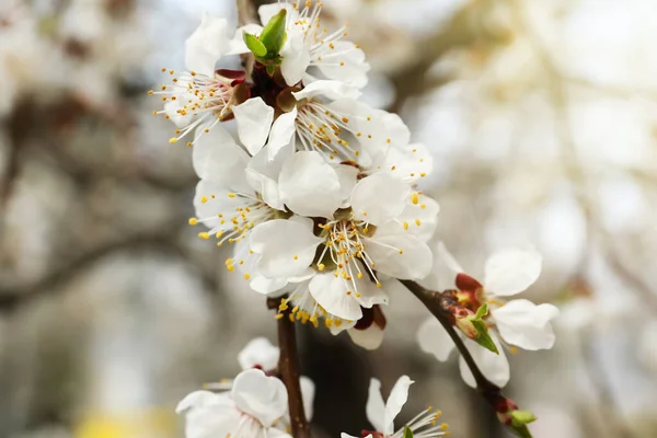 Όμορφο Κλαδί Βερίκοκου Μικροσκοπικά Τρυφερά Λουλούδια Εξωτερικούς Χώρους Κοντινό Πλάνο — Φωτογραφία Αρχείου