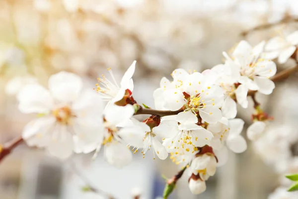 Prachtige Abrikozenboom Tak Met Kleine Zachte Bloemen Buiten Close Geweldige — Stockfoto