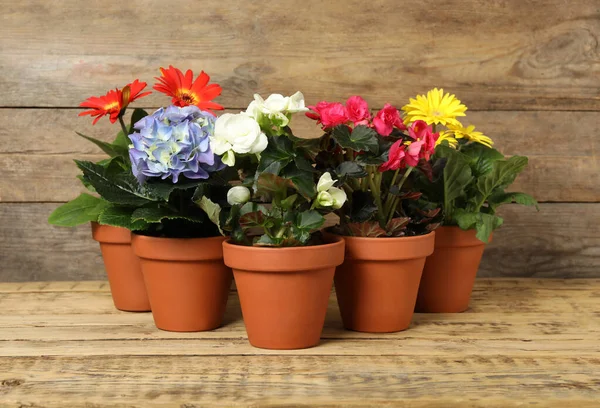 Diferentes Plantas Florecientes Hermosas Macetas Mesa Madera — Foto de Stock