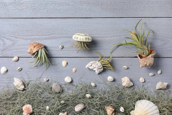 Hermosas Plantas Tillandsia Conchas Marinas Mesa Madera Gris Claro Puesta — Foto de Stock