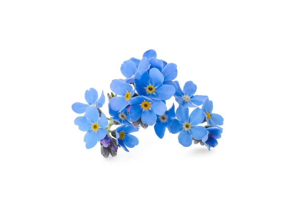 Gyönyörű Kék Felejtsd Nem Virágokat Elszigetelt Fehér — Stock Fotó