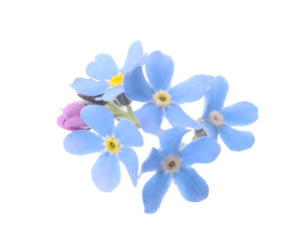 Hermosas Flores Azules Forget Aisladas Blanco — Foto de Stock